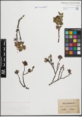 Foto von Salix hastata L.
